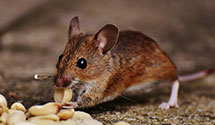 24 Hour & Emergency Exterminators in Seabrook Island, SC